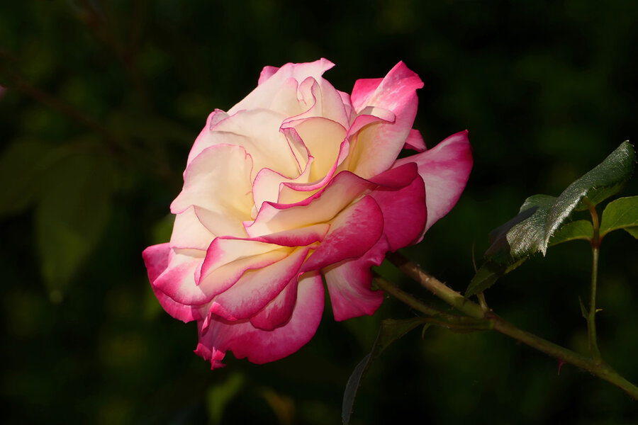 RoseWeissRosaGrossV5DUNKELFINFINFIN.jpg
