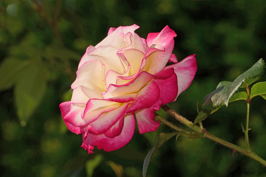 RoseWeissRosaGrossV5TILIFINFINFIN.jpg