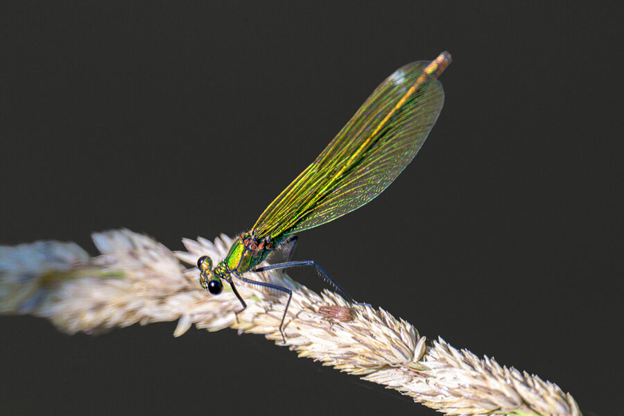 DSC_8169_2.jpg