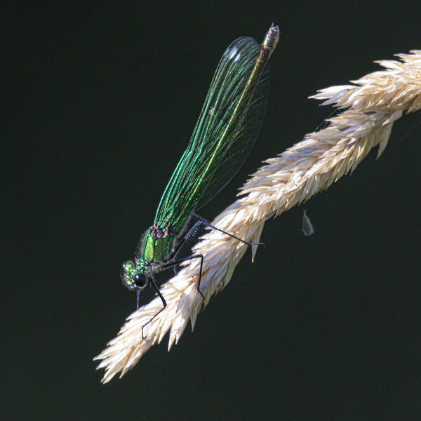 DSC_8288-2.jpg