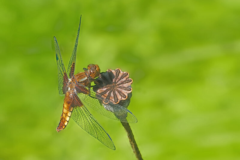 LibelleBRAUNaufStengelDREIISL3Si105Macro.jpg