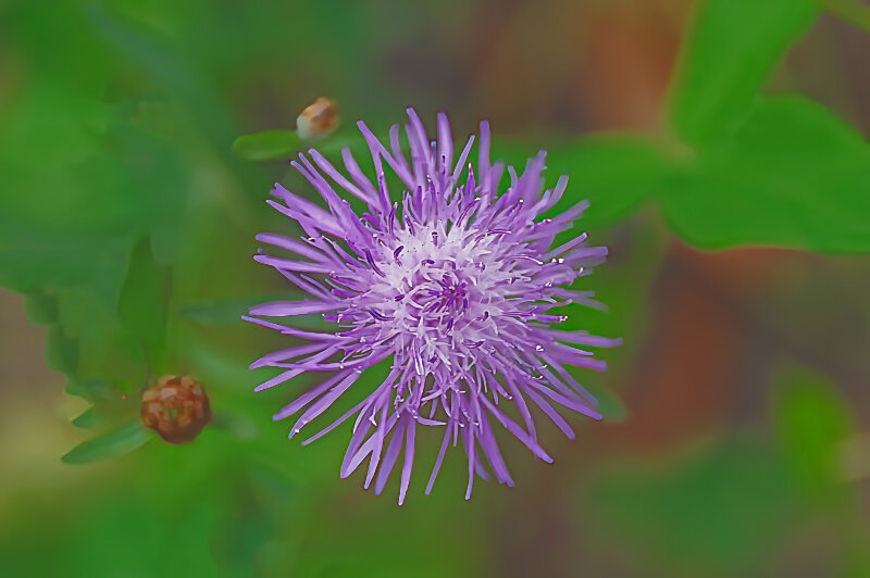 BlumeBlaumFadenästenundZentrumSL3Si105Mac2EXTMIKOFIN.jpg