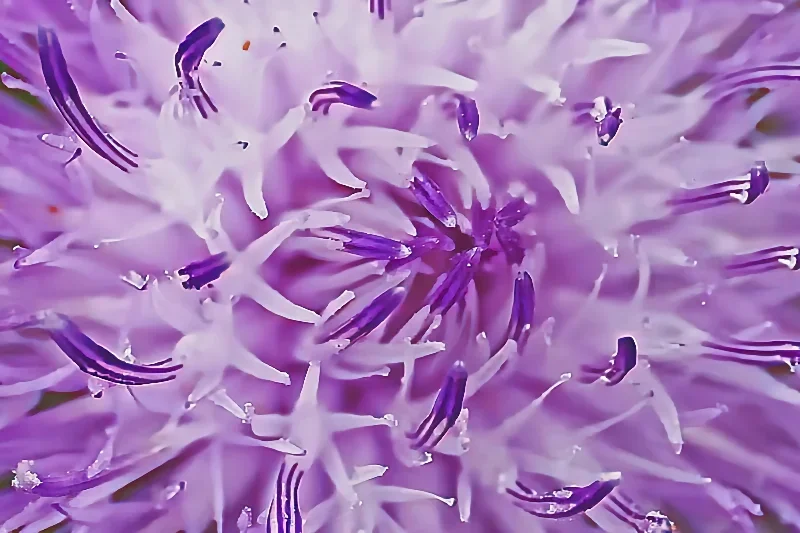 BlumeBlaumFadenästenNURZentrumSL3Si105Mac2EXTMIKOFIN.webp