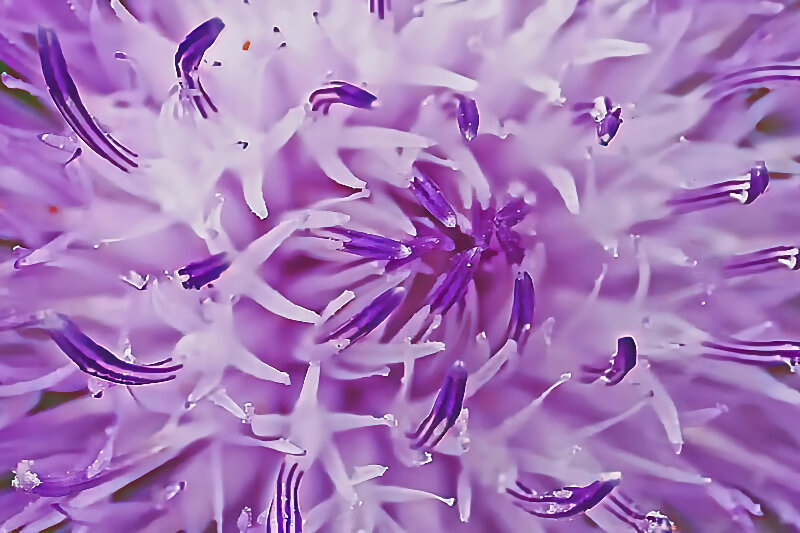 BlumeBlaumFadenästenNURZentrumSL3Si105Mac2EXTMIKOFIN.jpg