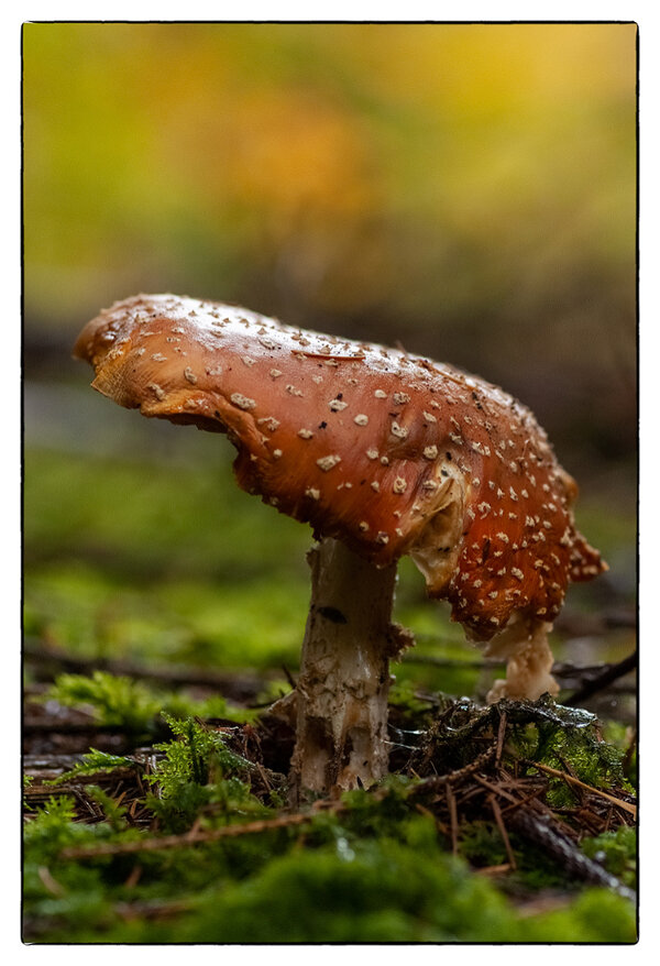 Pilz.jpg