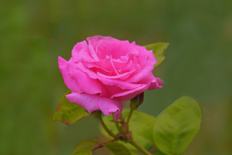 RoseRosatraumhaftunscharfaufGrünmSchwarzSL3Si100400FINFINFIN.jpg