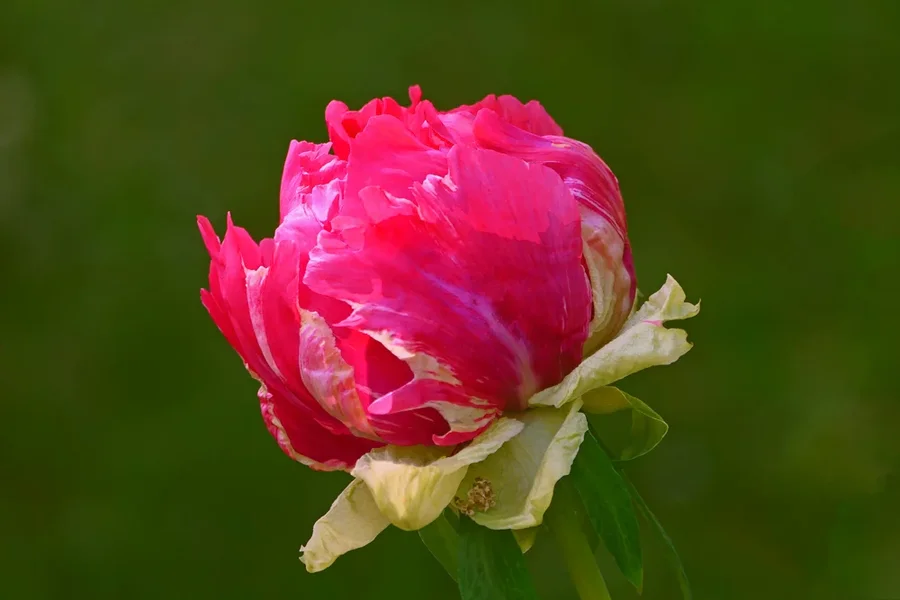 BlumeRotmWeissknospigHGGrünV5.webp