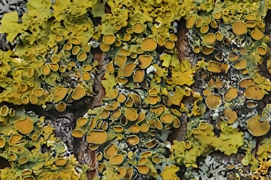 FlechtenaufBaumexDNGRaynox250DLUX8Extremcrop.jpg