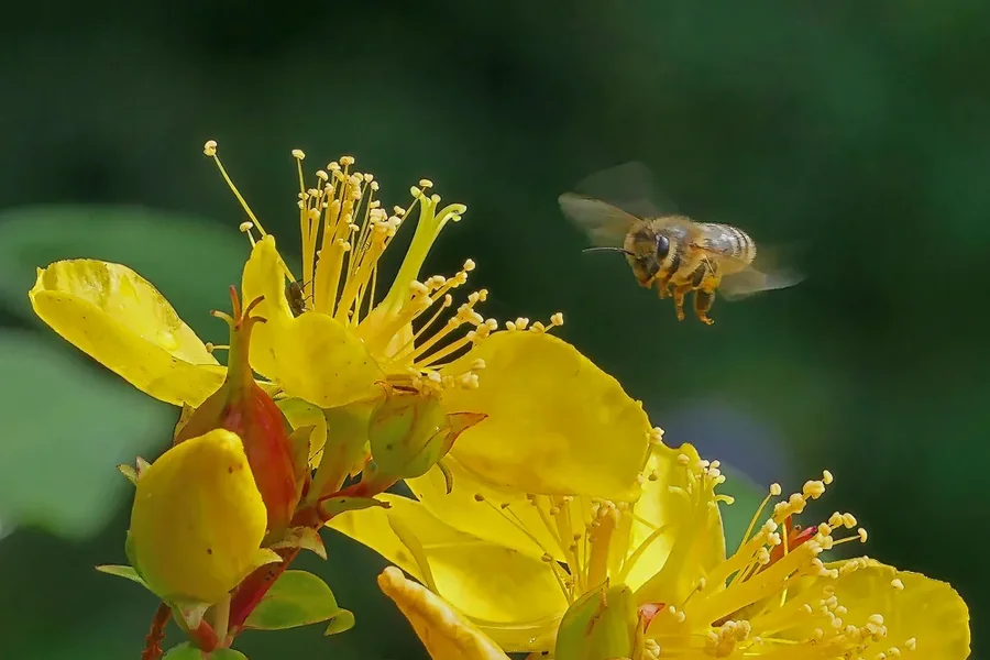 JohanniskrautmfliegendemInsektV5AUSSCHNITTFINFINFIN.webp