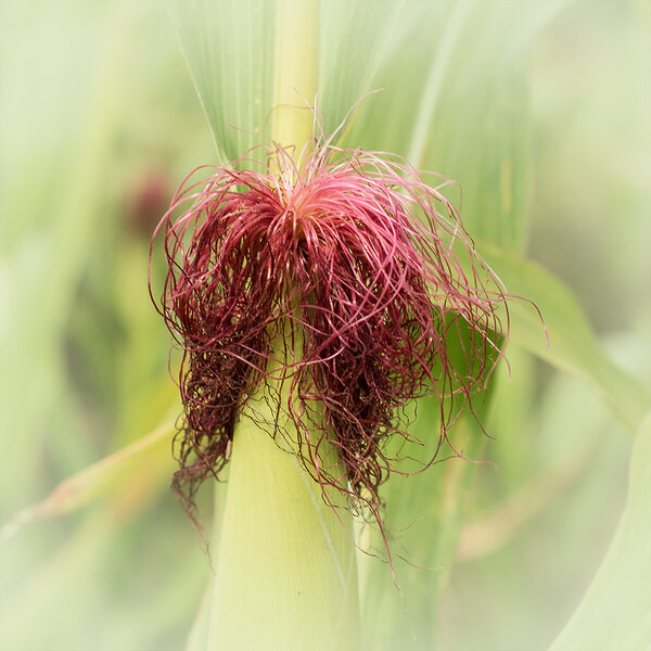 ci_A7409209_cep.jpg