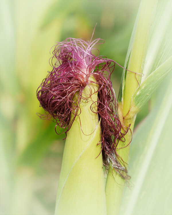 ci_A7409213_cep.jpg