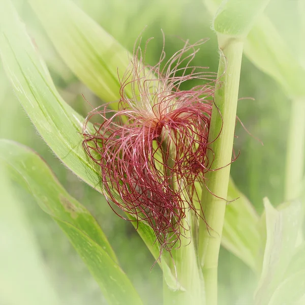 ci_A7409322_cep.jpg