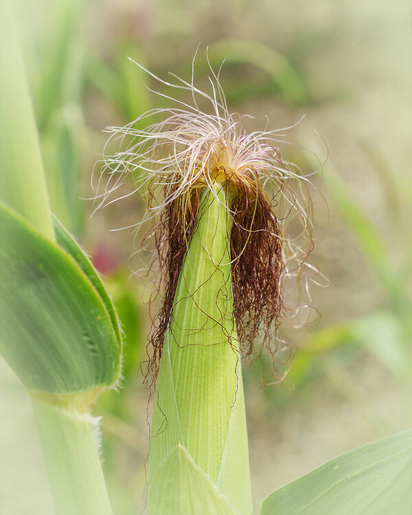 ci_A7409271_cep.jpg