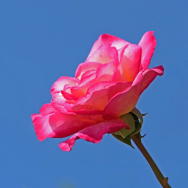 RoseRosagegenHimmelsblauV5QUADRAT.webp