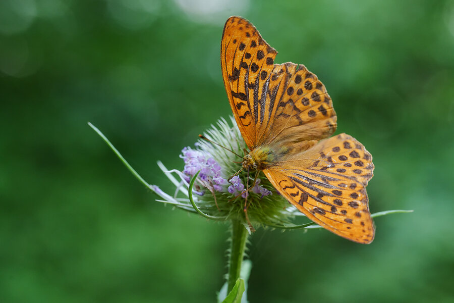 ci_A7409487.jpg