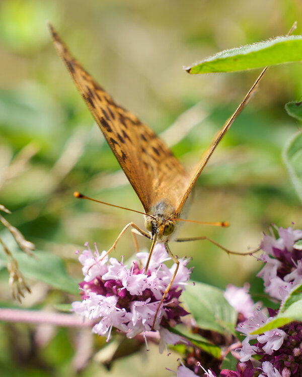 ci_A7409604.jpg