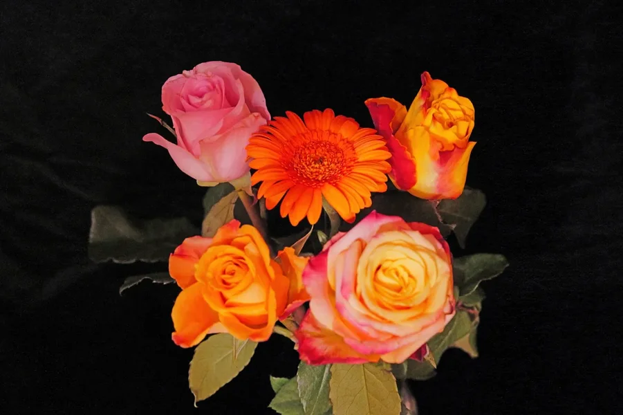 Rosen4m1GerberaSL3Si50f1,2FINFINFINRECHTECK.webp