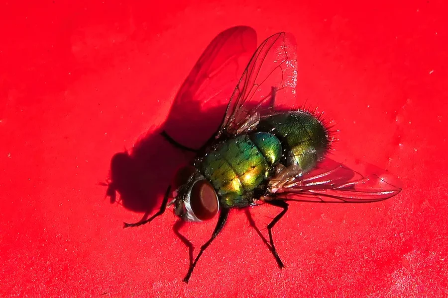 FliegeaufroterBankZWEIV5Marumi5DiopFINFINFINENGER.webp