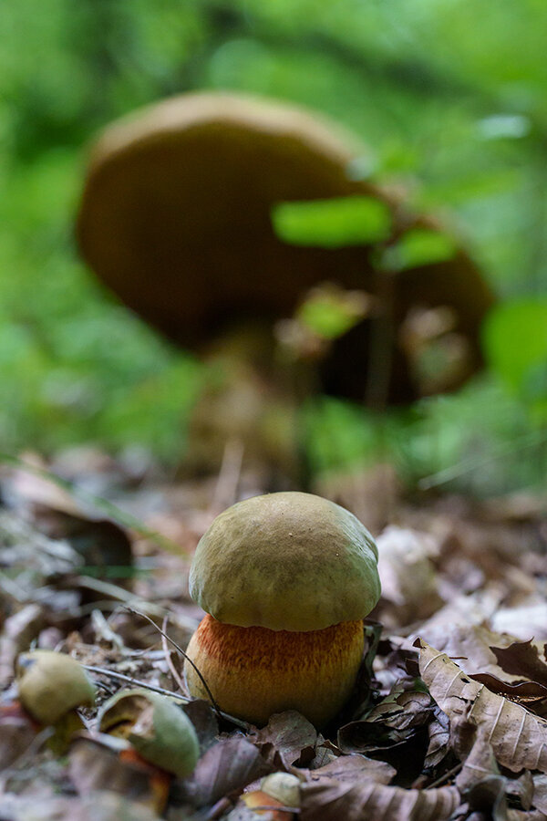 ci_A7409669.jpg