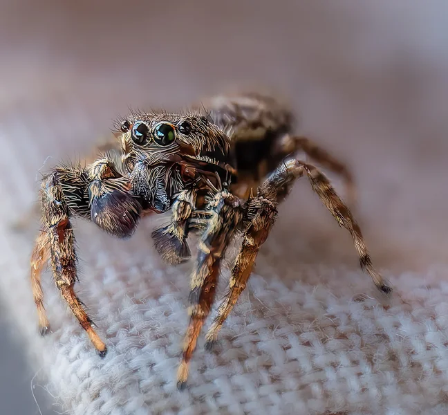 Kleine Spinne ganz groß.webp