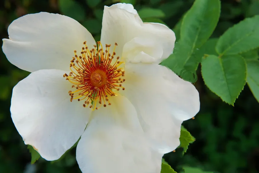 BlumeWEISSmStaubgefORANGESL3Si105Macro.webp
