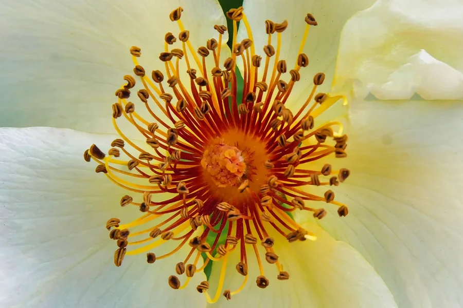 BlumeWEISSmStaubgefORANGESL3Si105MacroRechteckStaubgef.webp