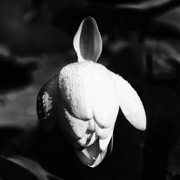 LotusgesichtSL3Si105Mac2ExtQuadratSCHWARZWEISS.webp