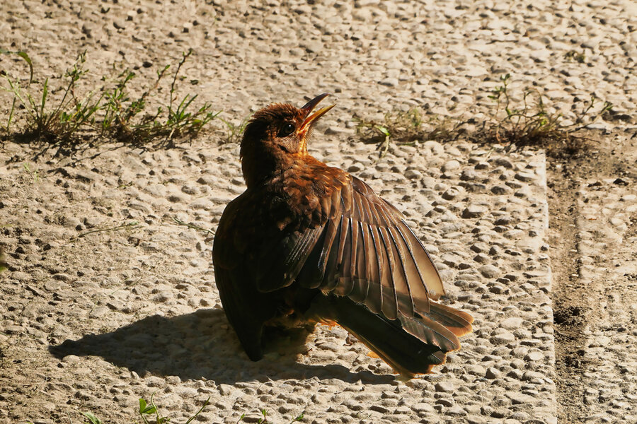 VogelamBodenschreitSchnabeloffenV5.jpg
