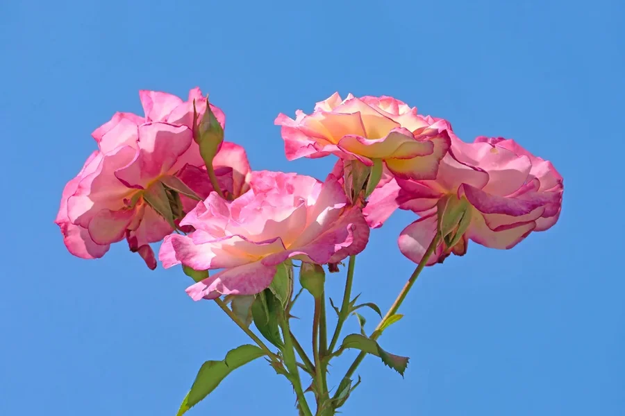 RosenRosaWeiss4stückgegenHimmelV5.webp