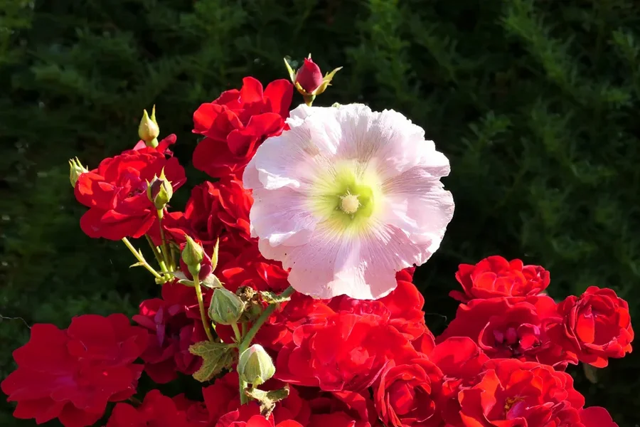 RoseWeissGrossaufRotenRosenGRELLundGrünZWEIV5.webp