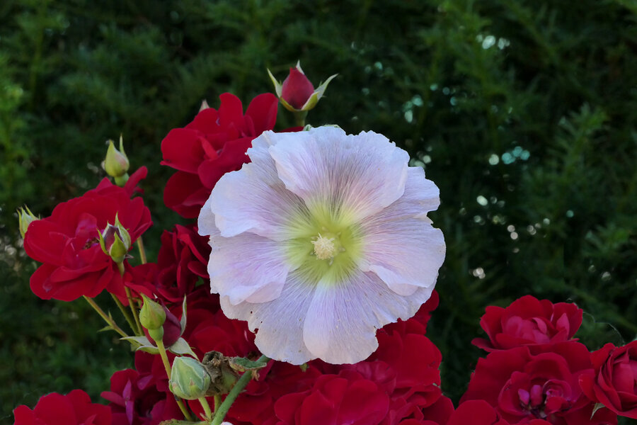 RoseWeissGrossaufRotenRosenundGrünEINSV5.jpg