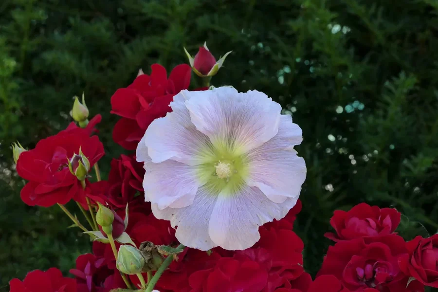 RoseWeissGrossaufRotenRosenundGrünEINSV5.webp
