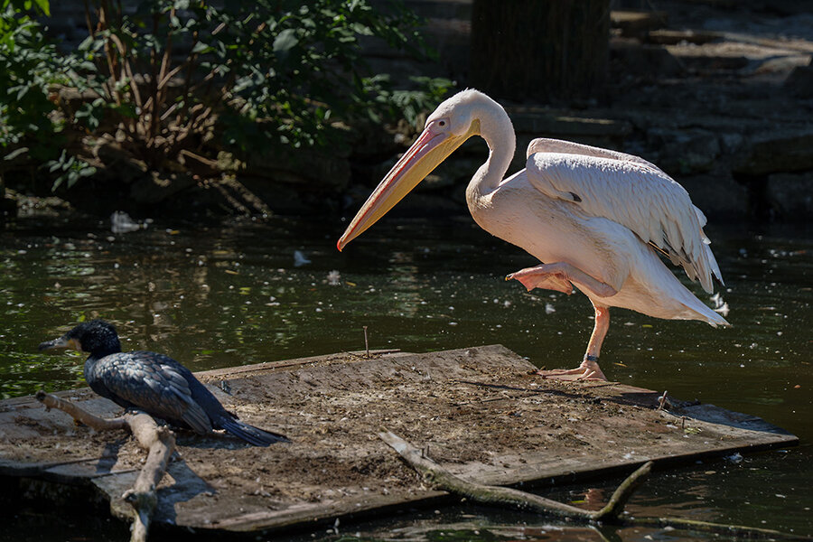 ci_A7409981.jpg