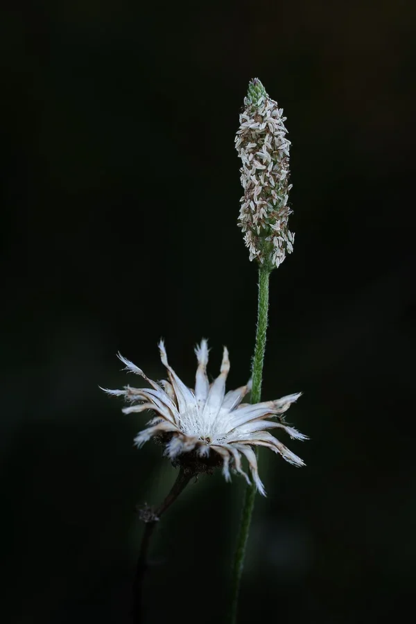 ci_A7400617.webp