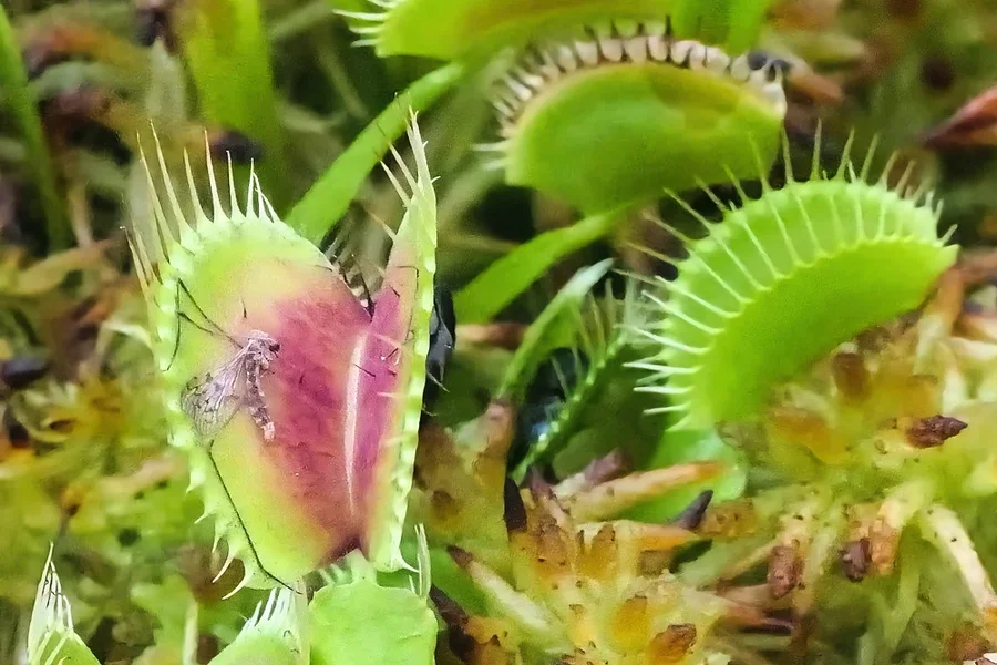 VenusfliegenfallemOpferundUmfeldSL3Si105Macro.webp
