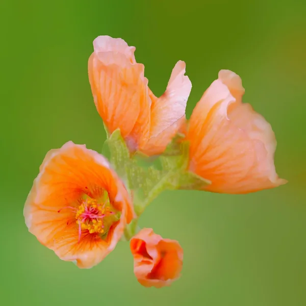 BlütenleichtOrangeaufweichemHGSL3Si105MacQUADRATFIN.webp