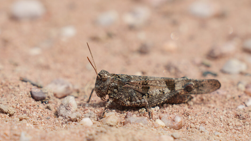 ci_A7409568.jpg