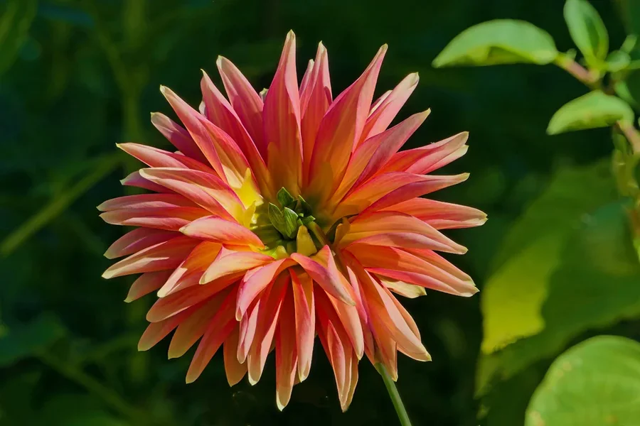 BlumeORANGEleichtSOLOUMFELDDahlieV5.webp