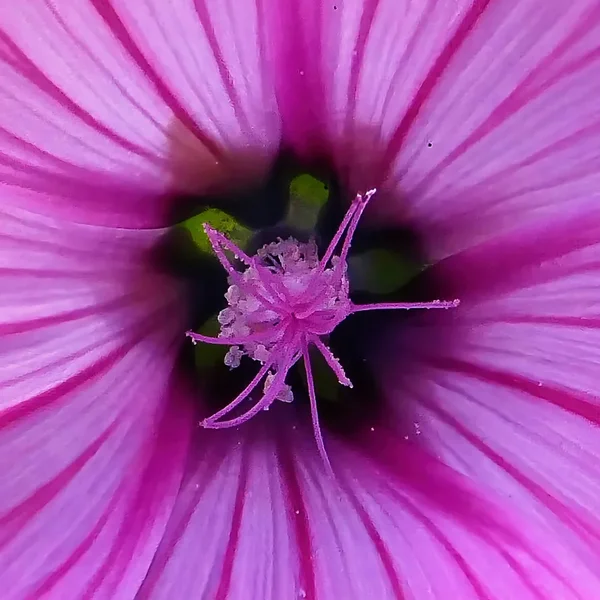BLÜTEROSASoloStaubgefässeV5QUADRAT.webp