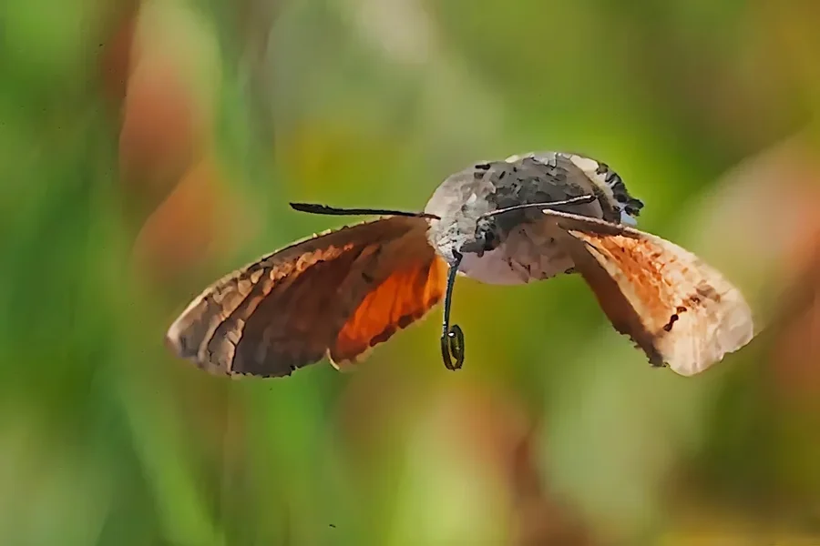 TaubenschwänzchenimFlugvonVorne V5.webp