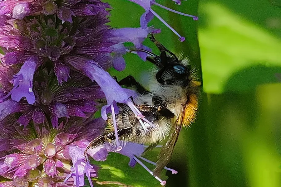 HummelsaugendanBlauerPflanzeSL3Si105Macro.webp