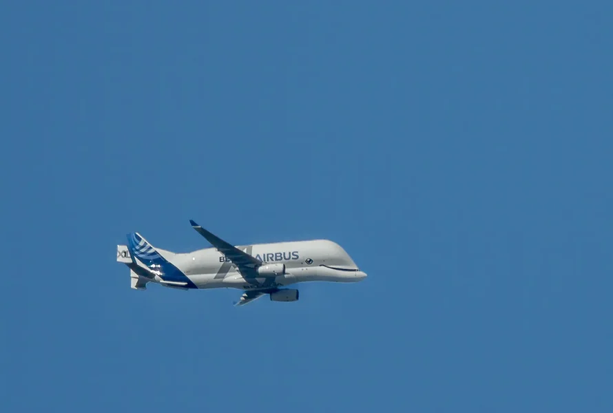 Beluga.webp