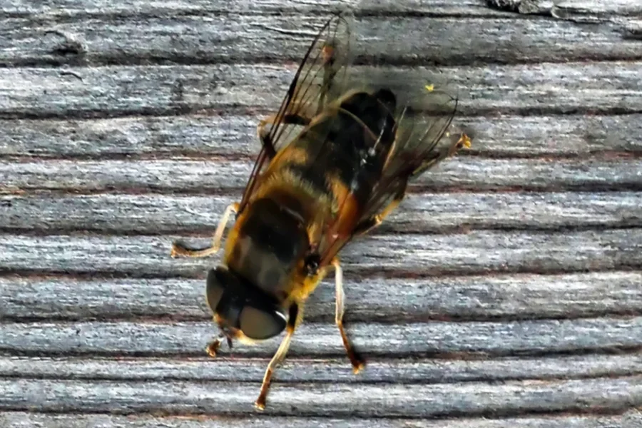 InsektunbekanntaufHolzbankV5.webp