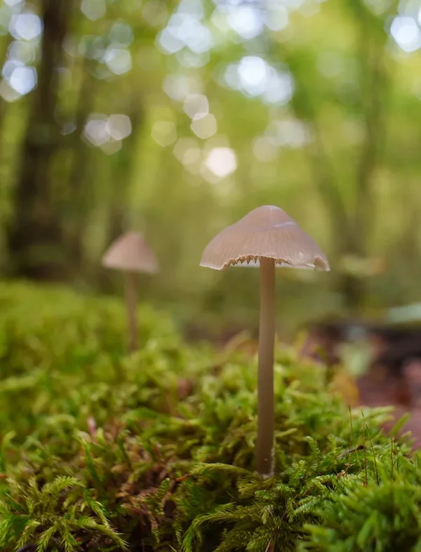 ci_A7401638.webp