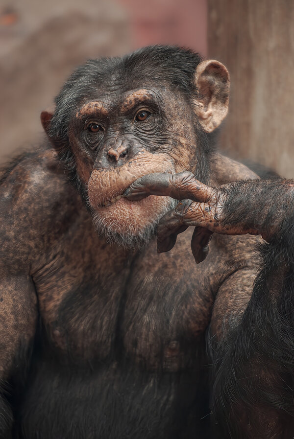 Grübel, Grübel.jpg