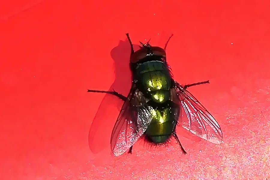 FliegegrünaufroterBankmgrünenBlätternAusschnittV5EXTREMCROP.webp