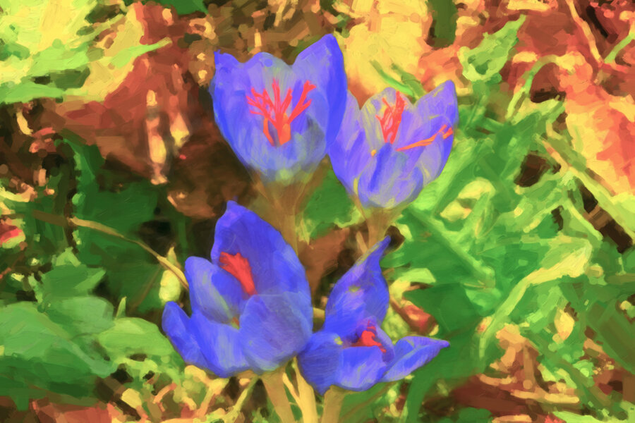 HerbstzeitlosenGruppevon4V5AUSSCHNITTARTWORK.jpg