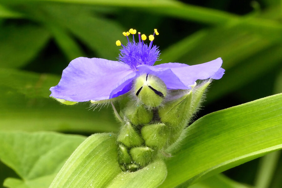 BlaueBlüteaufgrünenBlätternmStaubgefV5.jpg