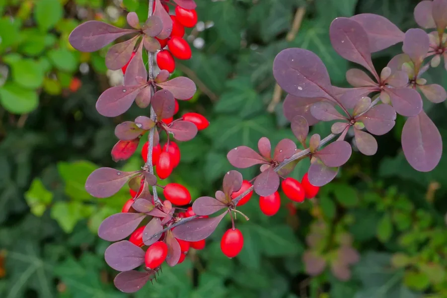 RoteBeerenaufStrauchHGBlätterQuerformatDLUX8.webp