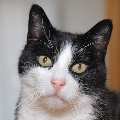 Katze-BigBounce.jpg